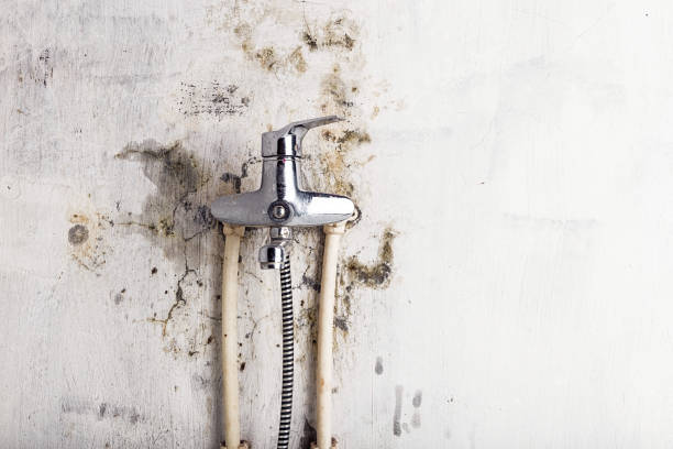 Best Emergency Mold Removal  in Gleed, WA