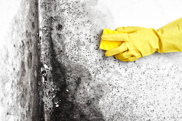 Best Best Mold Removal Companies  in Gleed, WA