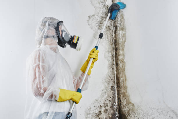 Best Home Mold Removal  in Gleed, WA