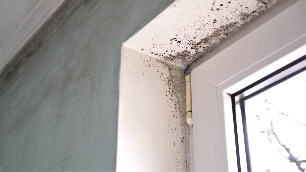 Best Mold Cleaning Services  in Gleed, WA