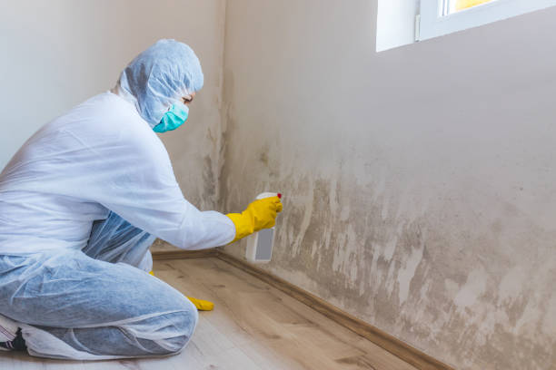 Best Mold Removal and Inspection  in Gleed, WA