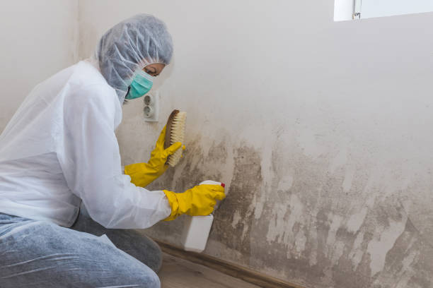 Best Certified Mold Removal  in Gleed, WA