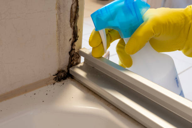 Best Fast Mold Removal  in Gleed, WA