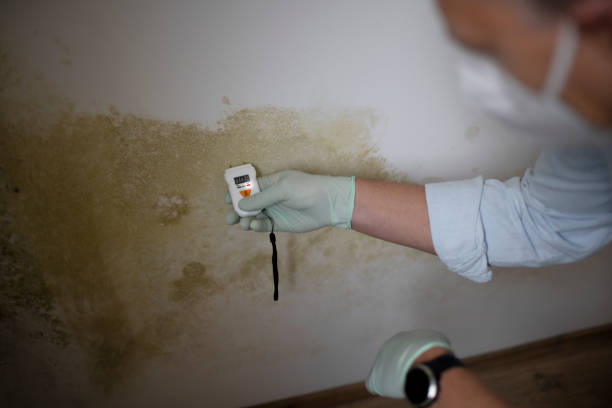 Best Attic Mold Removal  in Gleed, WA
