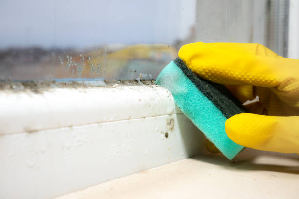 Best Toxic Mold Removal  in Gleed, WA