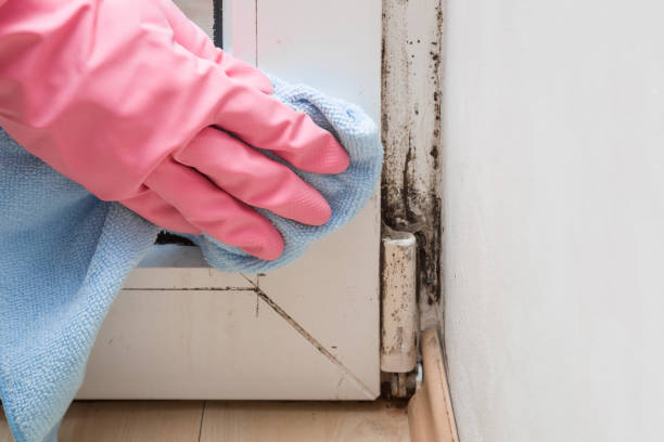 Best Residential Mold Removal  in Gleed, WA